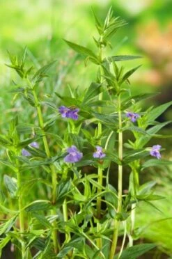 Mimulus Ringens M18 Cm -Tuinbenodigdheden Verkoop 2024 K27K92R6 1c53