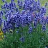 Lavandula Angustifolia 'Hidcote' P9 Cm