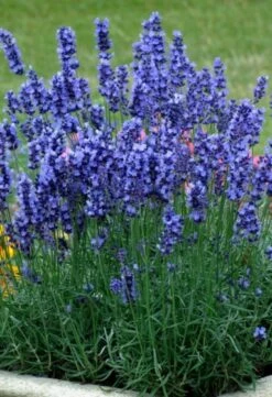 Lavandula Angustifolia 'Hidcote' P9 Cm