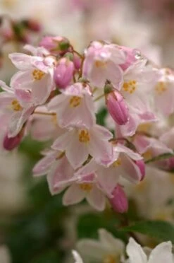 Deutzia Rosea C1.5 30-40 Cm