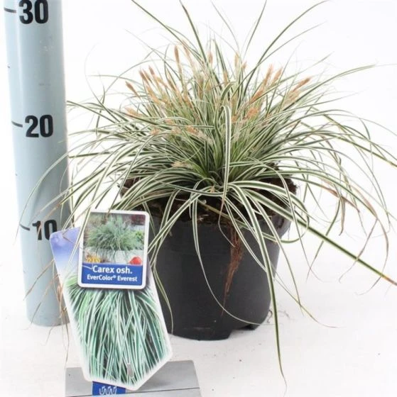 Carex Oshimensis Everest C2 20-25 Cm 2 Carex Oshimensis Everest C2 20-25 Cm - Afbeelding 2