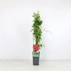 Parthenocissus Quinquefolia Engelmannii C2 60-70 Cm