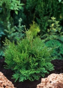 Chamaecyparis Obtusa 'Pygmaea' C2 20-25 Cm