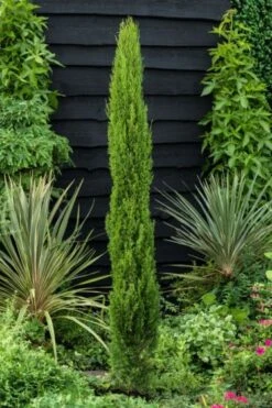Cupressus Sempervirens 'Totem' C10 100-125 Cm