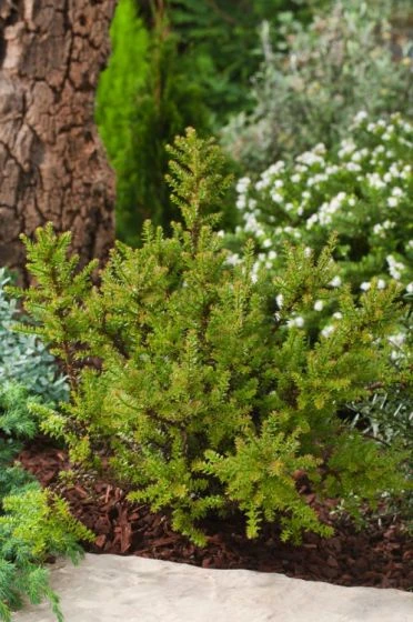Podocarpus 'Chocolate Box' C3 20-25 Cm 3 Podocarpus 'Chocolate Box' C3 20-25 Cm - Afbeelding 3