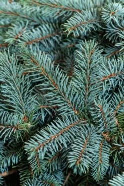 Picea Pungens 'Karpaten' C3 20-25 Cm