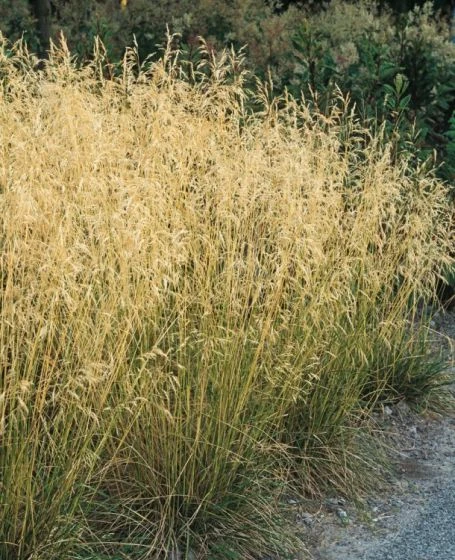 Deschampsia Cespitosa 'Bronzeschleier' P9 Cm 2 Deschampsia Cespitosa 'Bronzeschleier' P9 Cm - Afbeelding 2