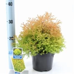 Thuja Occidentalis 'Rheingold' C2 20-25 Cm -Tuinbenodigdheden Verkoop 2024 KDKSRYX8 9448