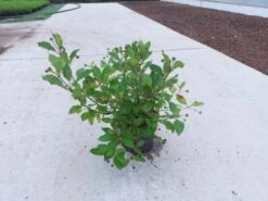 Cephalanthus Occidentalis C10 50-60 Cm