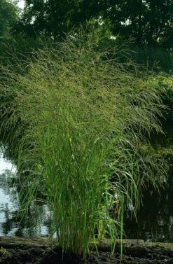 Panicum Virgatum 'Strictum' P9 Cm