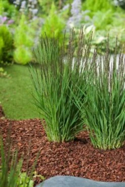 Molinia Caerulea 'Moorhexe' P9 Cm