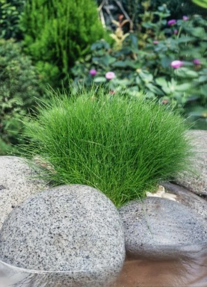 Eleocharis Acicularis M11 Cm 1 Eleocharis Acicularis M11 Cm