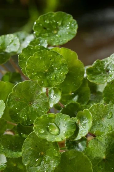 Hydrocotyle Vulgaris M11 Cm 2 Hydrocotyle Vulgaris M11 Cm - Afbeelding 2