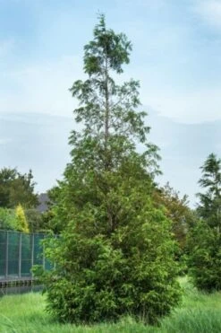 Metasequoia Glyptostroboides