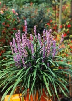 Liriope Muscari 'Ingwersen' P9 Cm