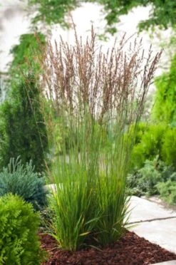 Molinia Caerulea 'Heidezwerg' P9 Cm