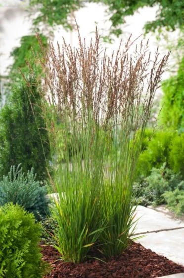 Molinia Caerulea 'Heidezwerg' P9 Cm 1 Molinia Caerulea 'Heidezwerg' P9 Cm