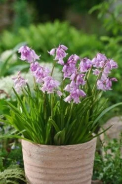 Hyacinthoides Hispanica Roze P9