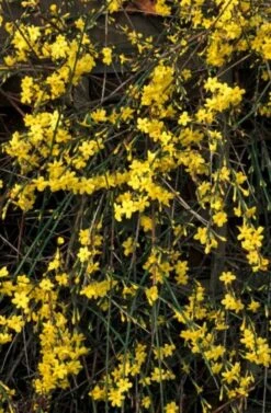 Jasminum Nudiflorum C2 60-80 Cm