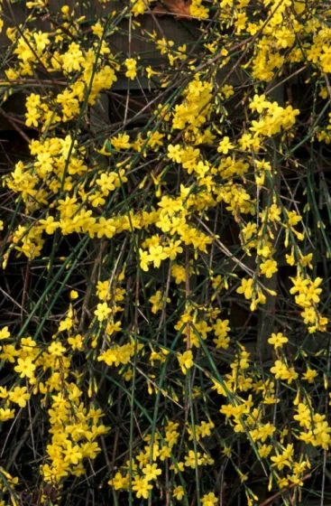 Jasminum Nudiflorum C2 60-70 Cm 2 Jasminum Nudiflorum C2 60-70 Cm - Afbeelding 2