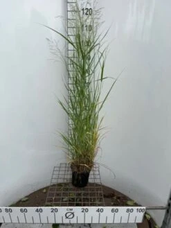 Panicum Virgatum 'Prairie Sky' C2.5 40-60 Cm