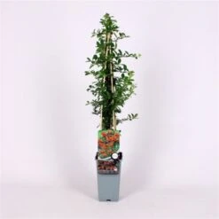 Pyracantha 'Orange Glow' C2 60-70 Cm -Tuinbenodigdheden Verkoop 2024 L1VRANGA fb53