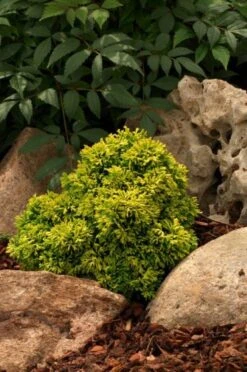 Chamaecyparis Obtusa 'Butterball' C3 15-20 Cm