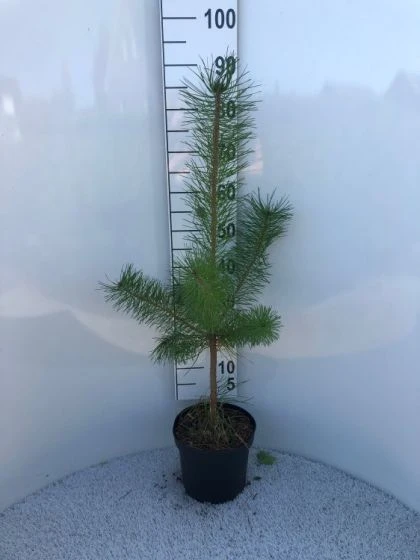 Pinus Sylvestris C5 60-80 Cm 2 Pinus Sylvestris C5 60-80 Cm - Afbeelding 2