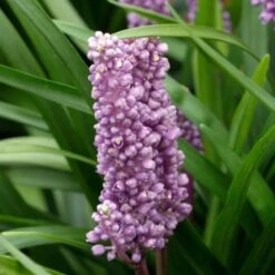 Liriope Muscari 'Big Blue' P9 Cm
