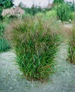 Panicum Virgatum 'Squaw' P11 Cm