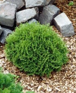 Thuja Occidentalis 'Danica' C2 25-30 Cm