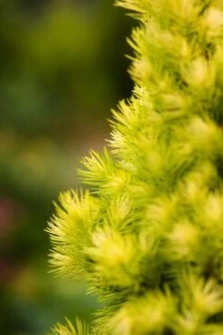Picea Glauca 'Daisy's White' C3 30-40 Cm -Tuinbenodigdheden Verkoop 2024 L8XX87BC f32c