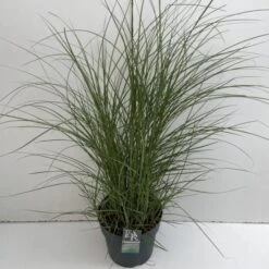 Miscanthus Sinensis 'Kleine Silberspinne' C10 Cm