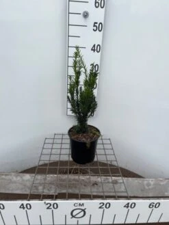 Taxus Media 'Hillii' C2.5 30-40 Cm