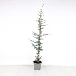 Cedrus Libani 'Glauca' C12 150-175 Cm