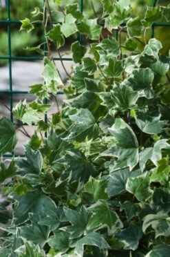 Hedera Helix 'White Ripple' C2 60-80 Cm -Tuinbenodigdheden Verkoop 2024 LEYG7KJ5 46e9