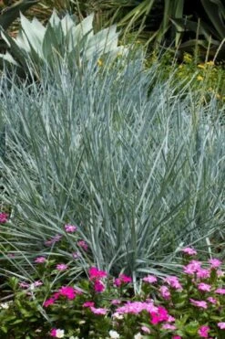 Leymus Arenarius 'Blue Dune' P9 Cm