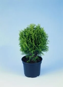 Thuja Occidentalis 'Little Giant' C3.5 30-40 Cm