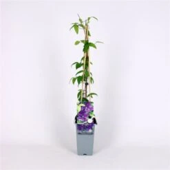 Clematis 'Mrs N. Thompson' C2 60-70 Cm -Tuinbenodigdheden Verkoop 2024 LS4R5E8T a85f