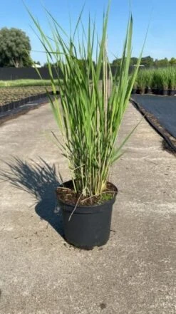 Panicum Virgatum 'Northwind' C2 Cm -Tuinbenodigdheden Verkoop 2024 LSB3VJ6W fdb8