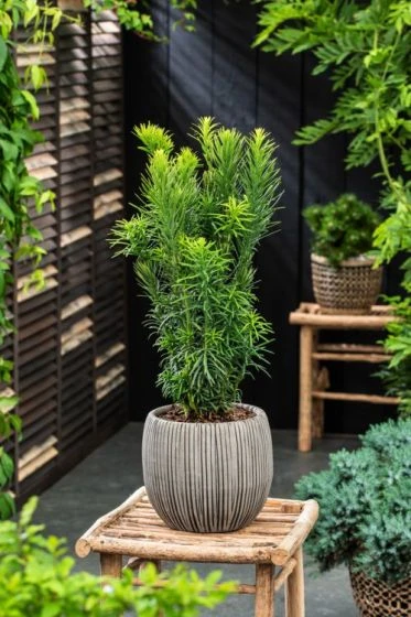 Cephalotaxus Harringtonii 'Fastigiata' C5 50-60 Cm 2 Cephalotaxus Harringtonii 'Fastigiata' C5 50-60 Cm - Afbeelding 2