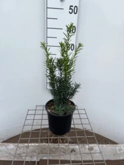 Taxus Media 'Hicksii' C2.5 30-40 Cm