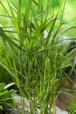 Phragmites Australis P9 Cm