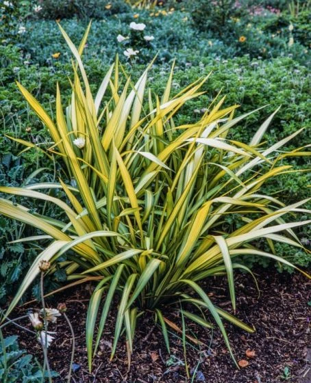 Phormium 'Yellow Wave' C7.5 Cm 3 Phormium 'Yellow Wave' C7.5 Cm - Afbeelding 3