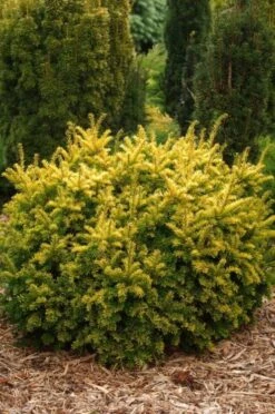 Taxus Baccata 'Semperaurea' C3.5 30-40 Cm -Tuinbenodigdheden Verkoop 2024 N1TDHW82 6896