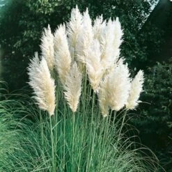 Cortaderia Selloana C4 60-80 Cm