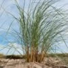 Ammophila Arenaria C2 Cm