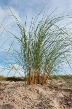 Ammophila Arenaria P11 Cm
