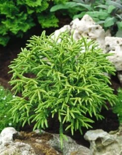 Cryptomeria Japonica 'Little Champion' C20 Cm Stam 180