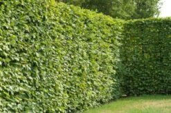 Carpinus Betulus C7.5 200-225 Cm